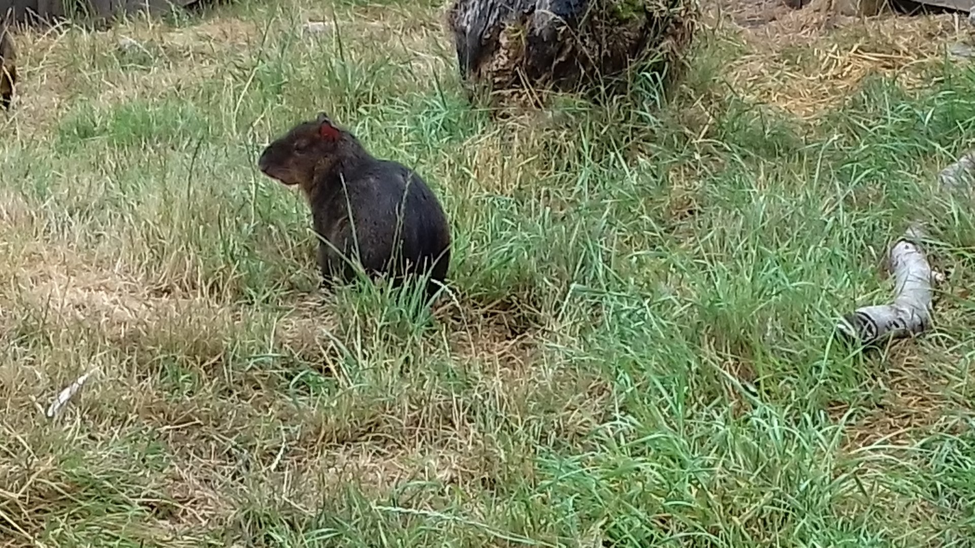 Central American agouti