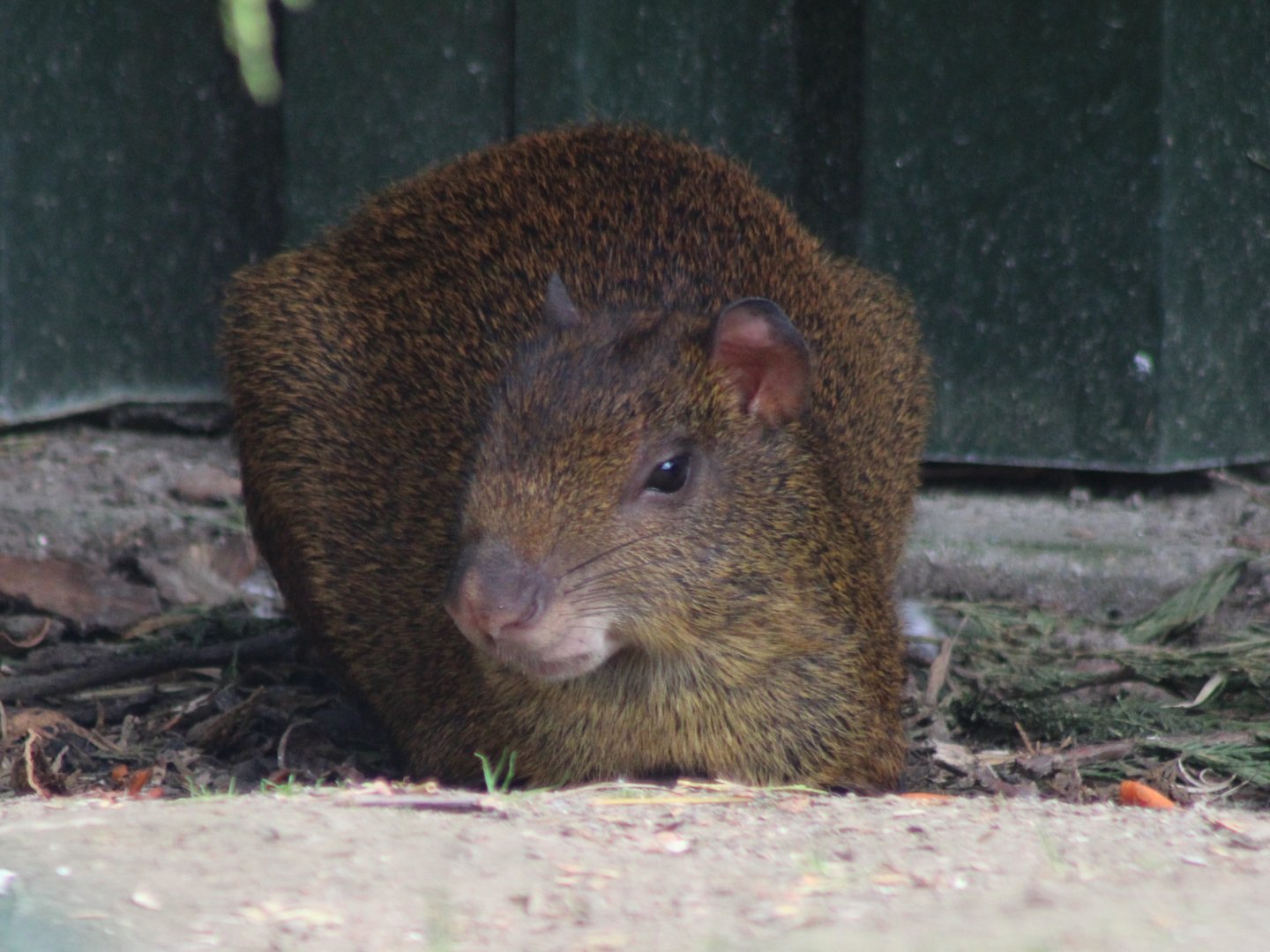 Central American agouti