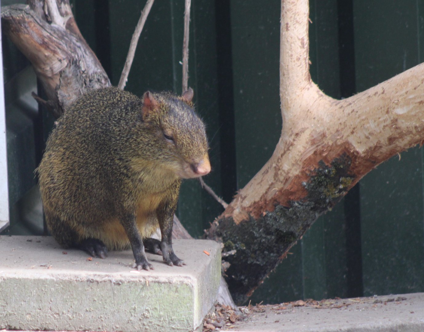 Central American agouti