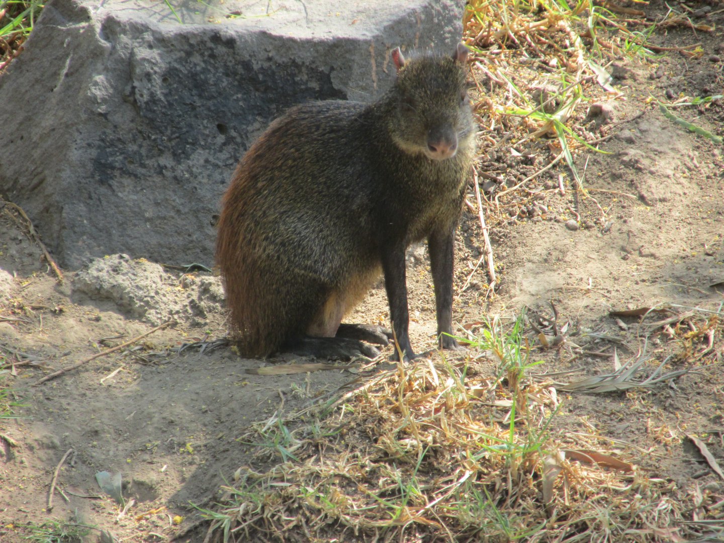 central american agouti