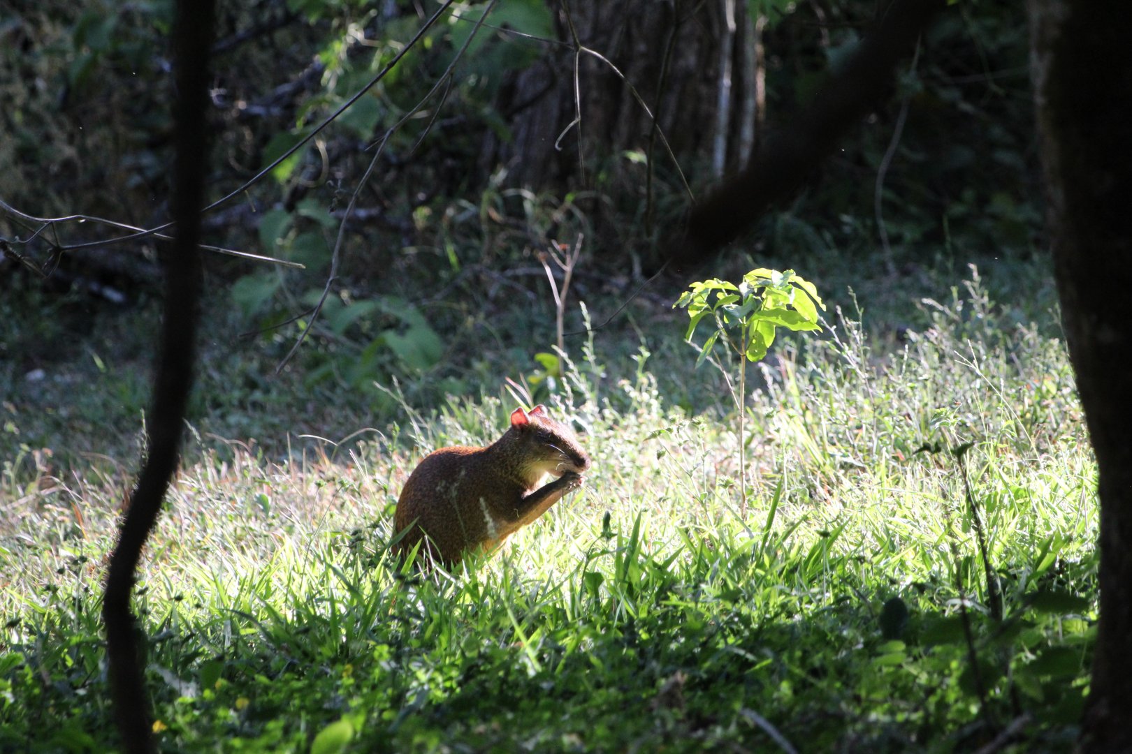 Central American Agouti