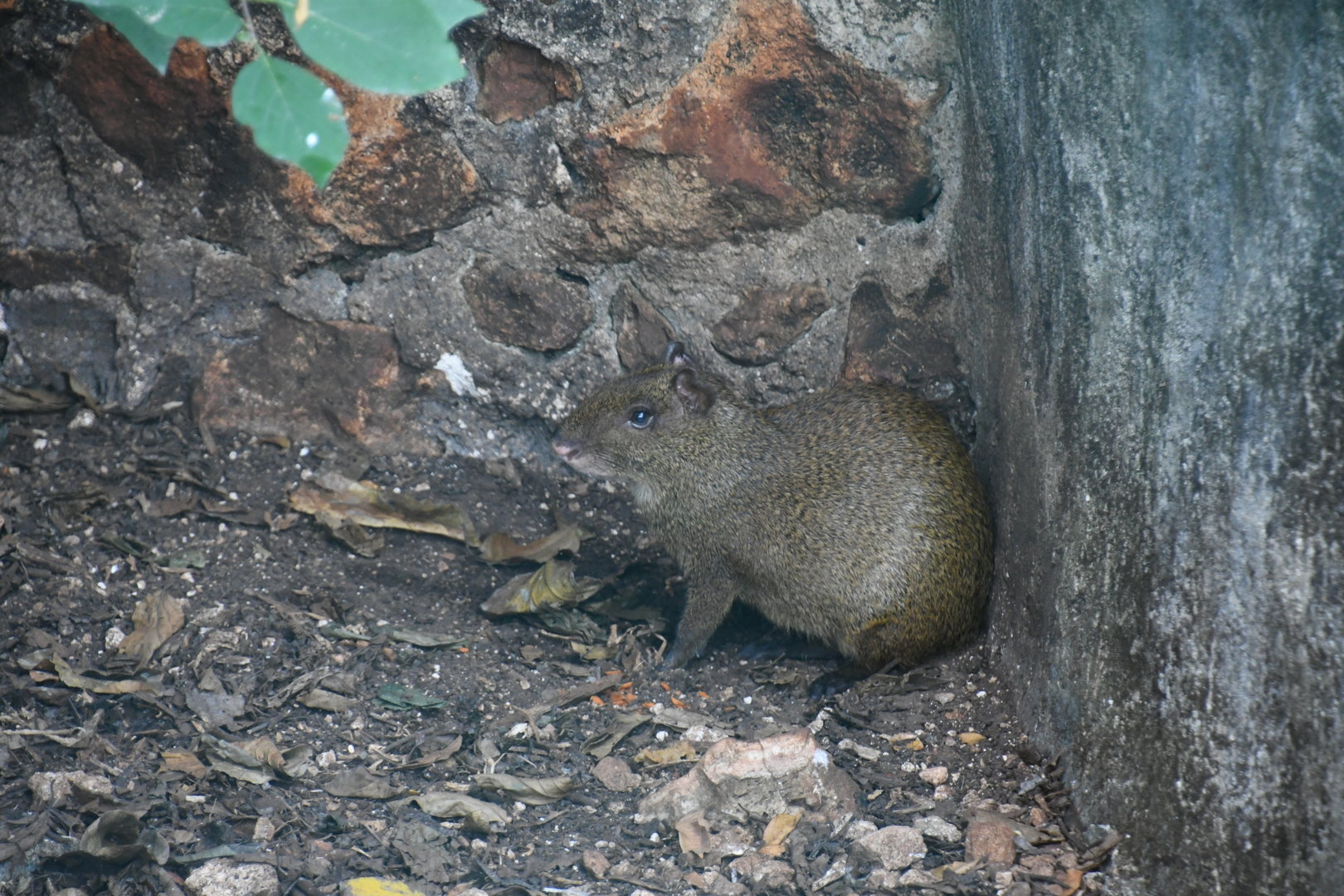 Central American Agouti