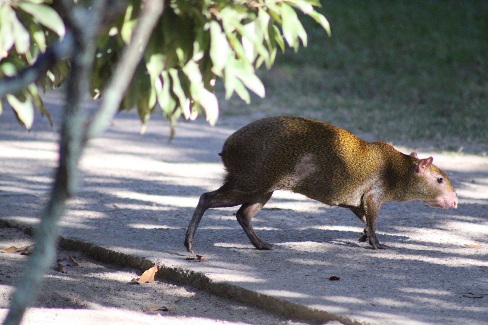 Central American Agouti