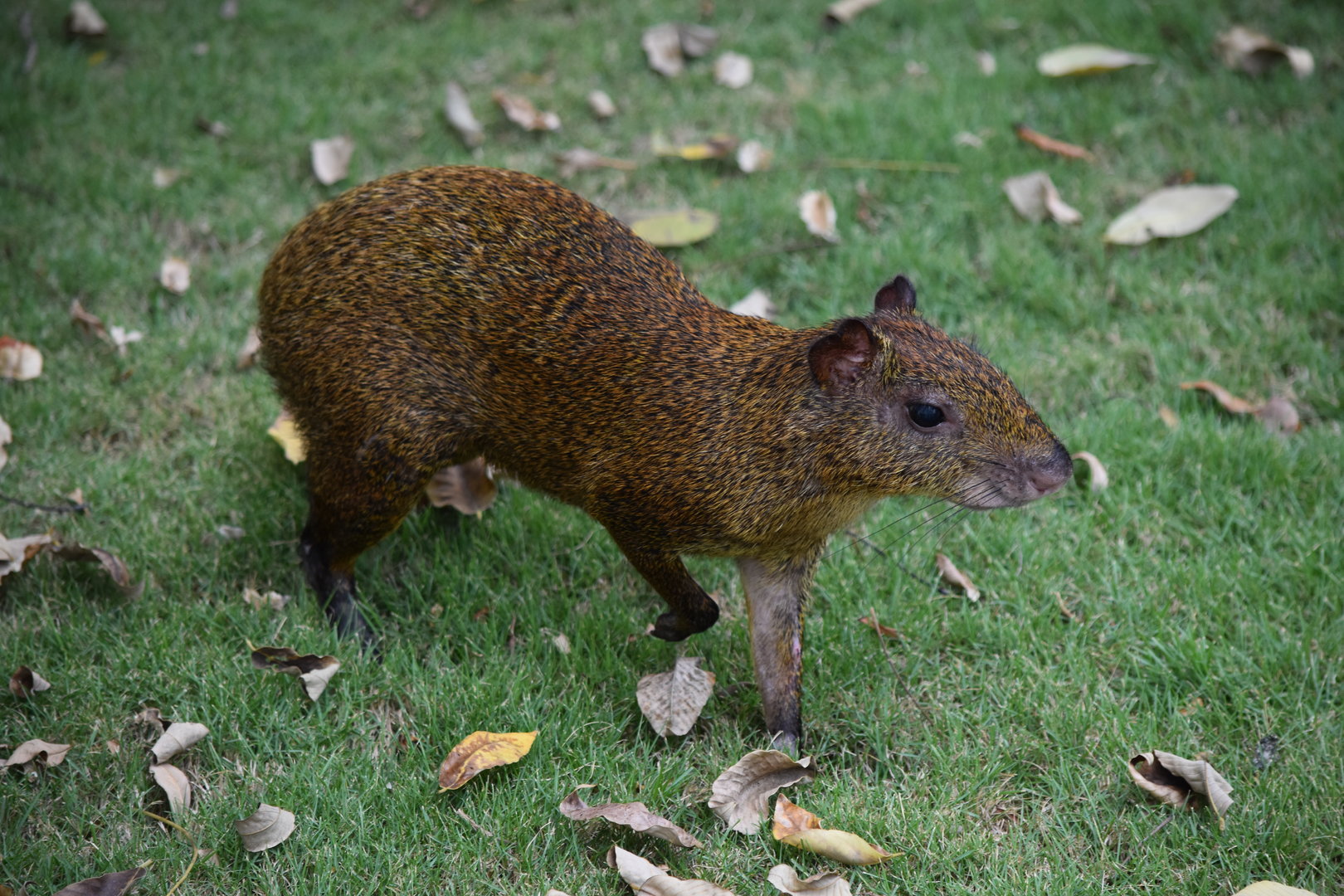 Central American agouti