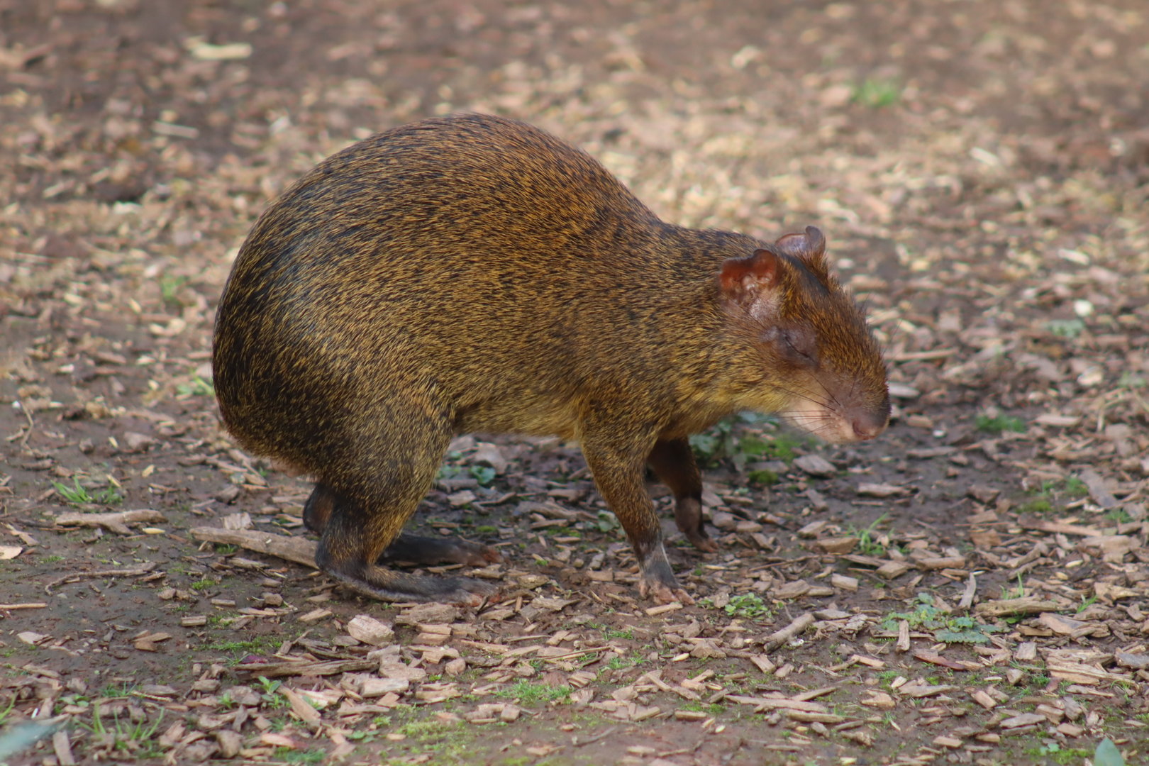 Central American Agouti