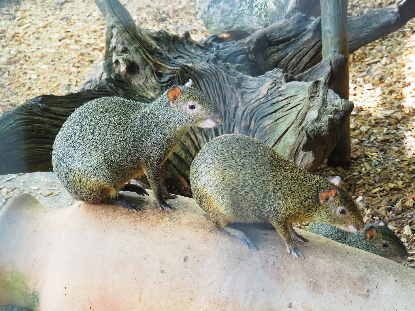 Central American agoutis (Dasyprocta punctata), 2023-06-24
