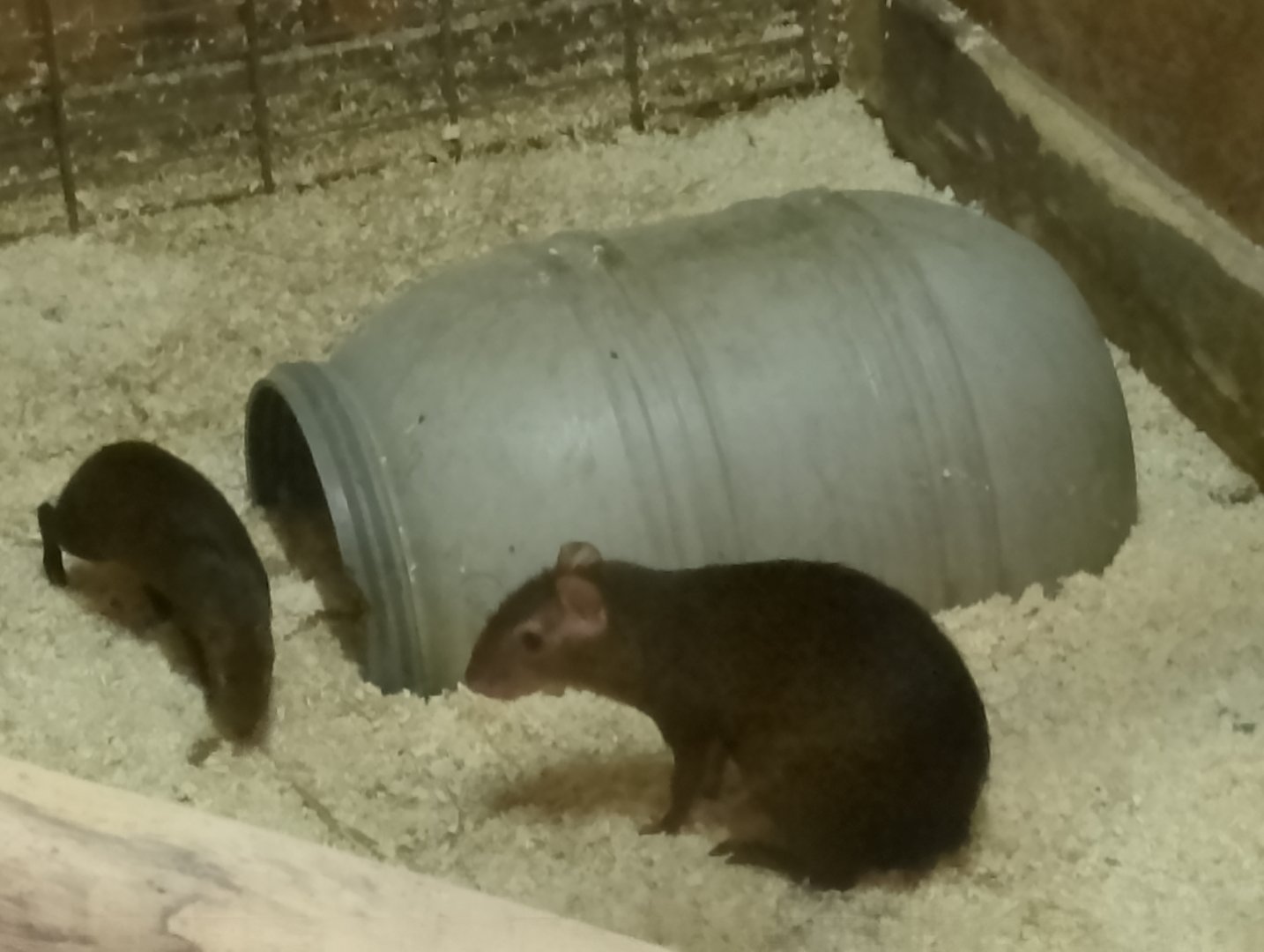 Central American agoutis