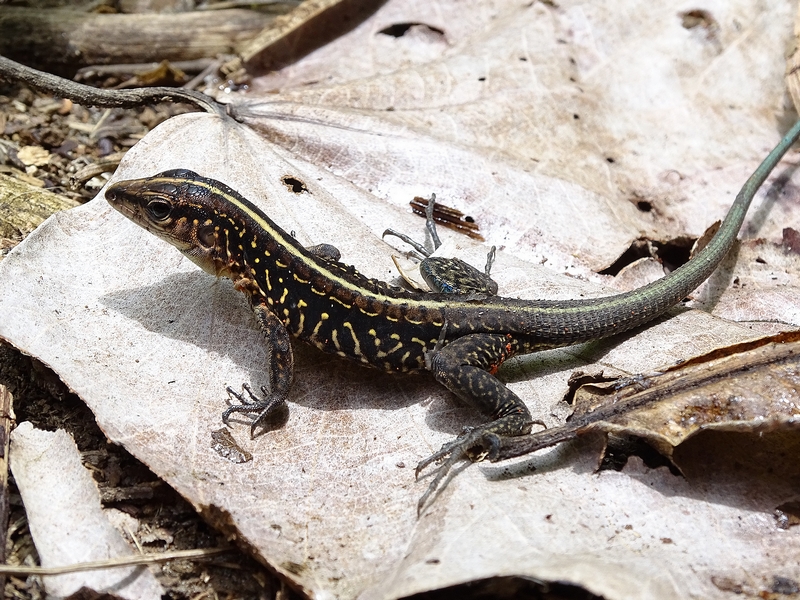 Central-American Ameiva