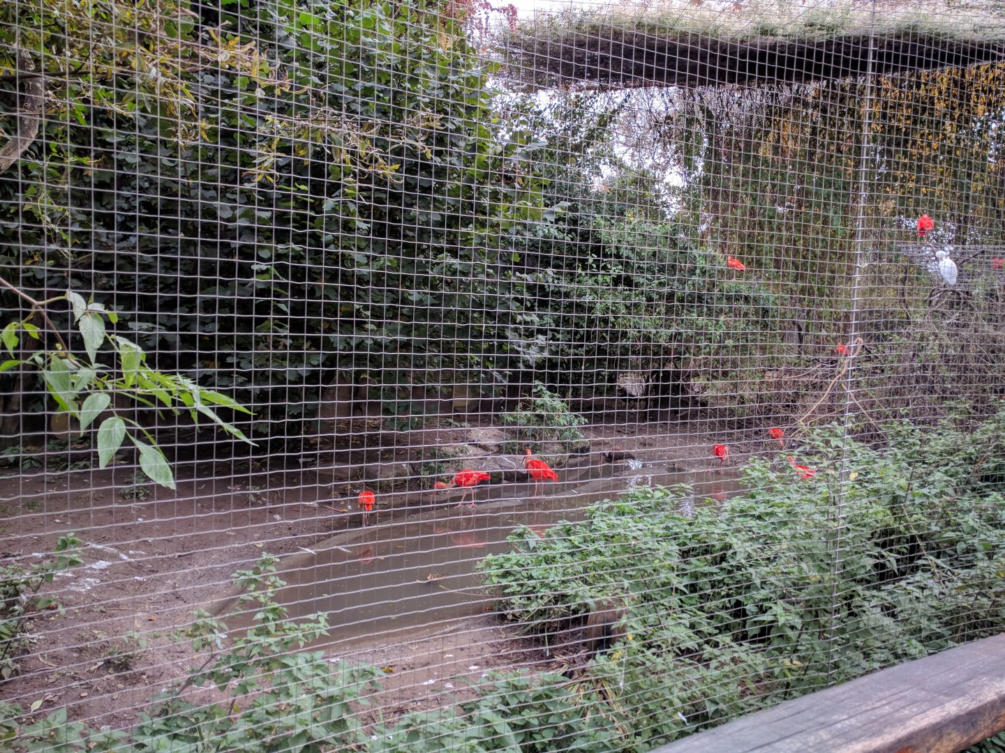 Central American Aviary