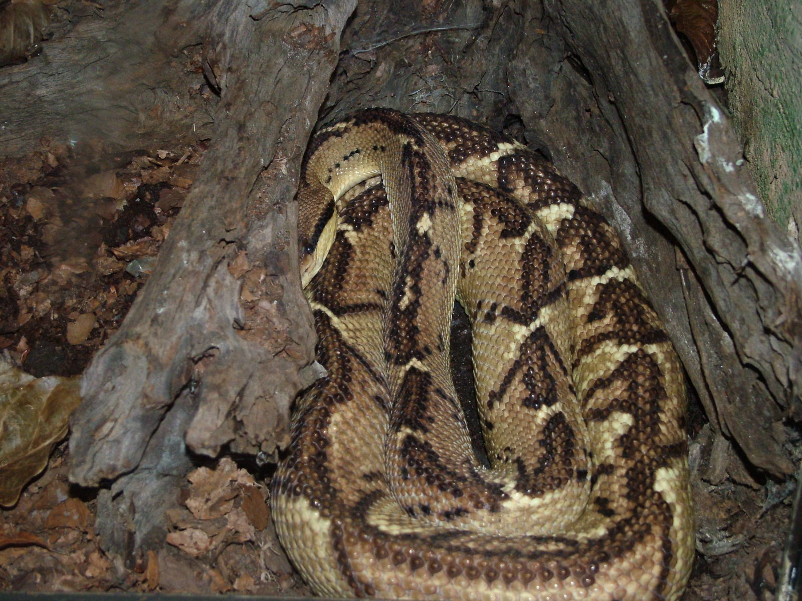 Central American Bushmaster at Cologne, 07/09/10