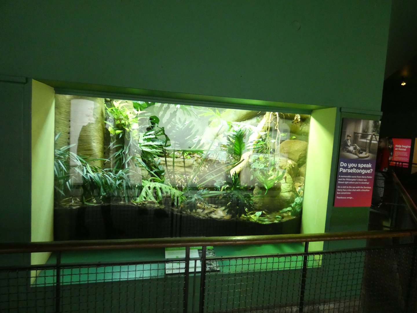 Central American Bushmaster enclosure