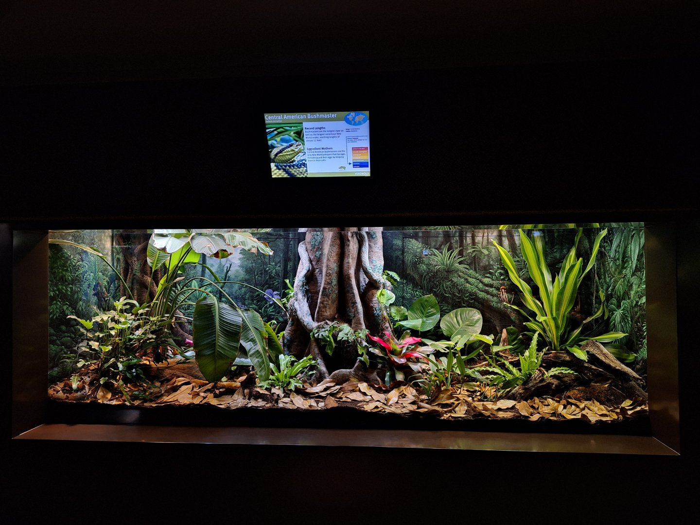 Central American Bushmaster enclosure