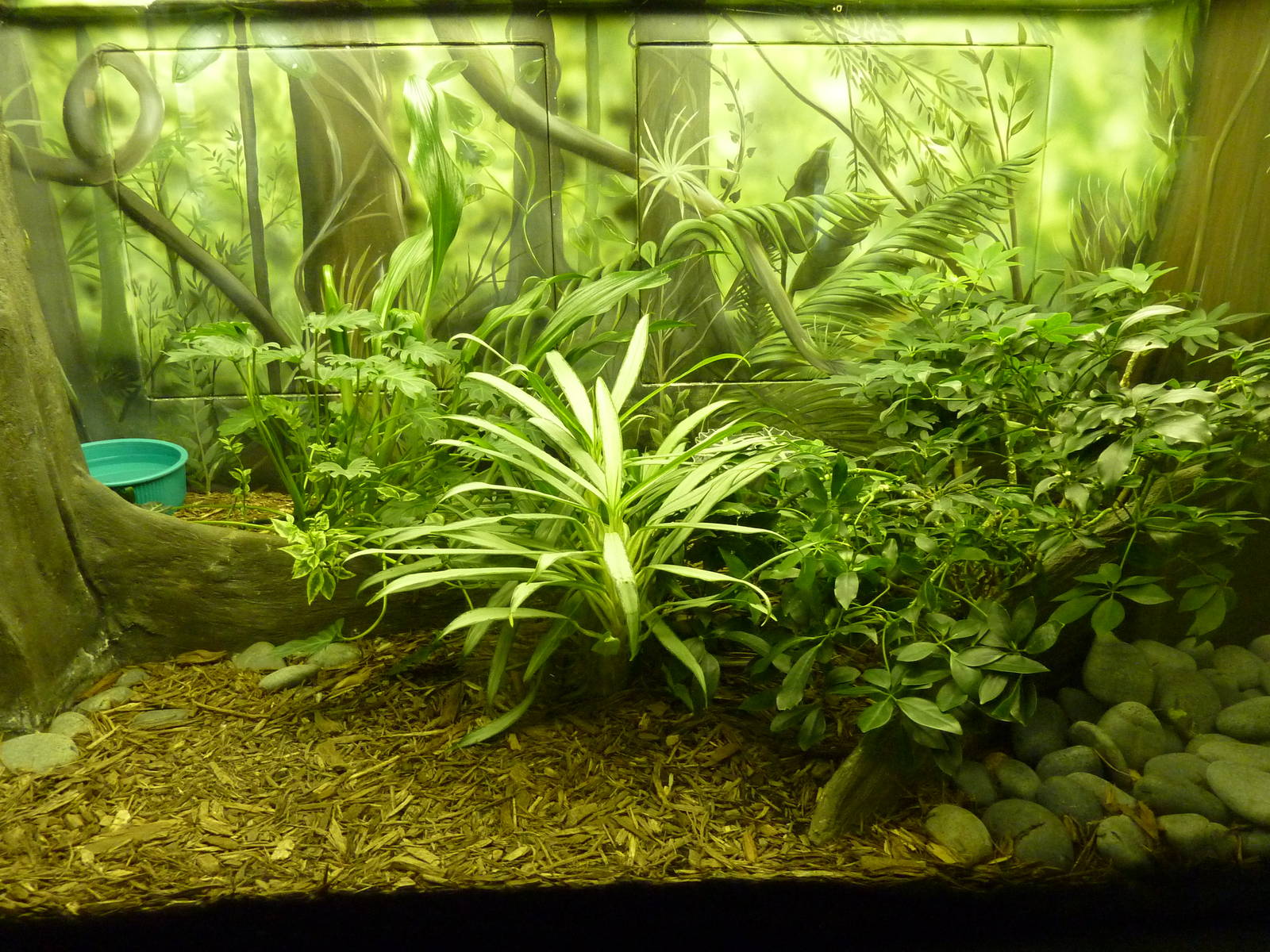 Central American Bushmaster Exhibit