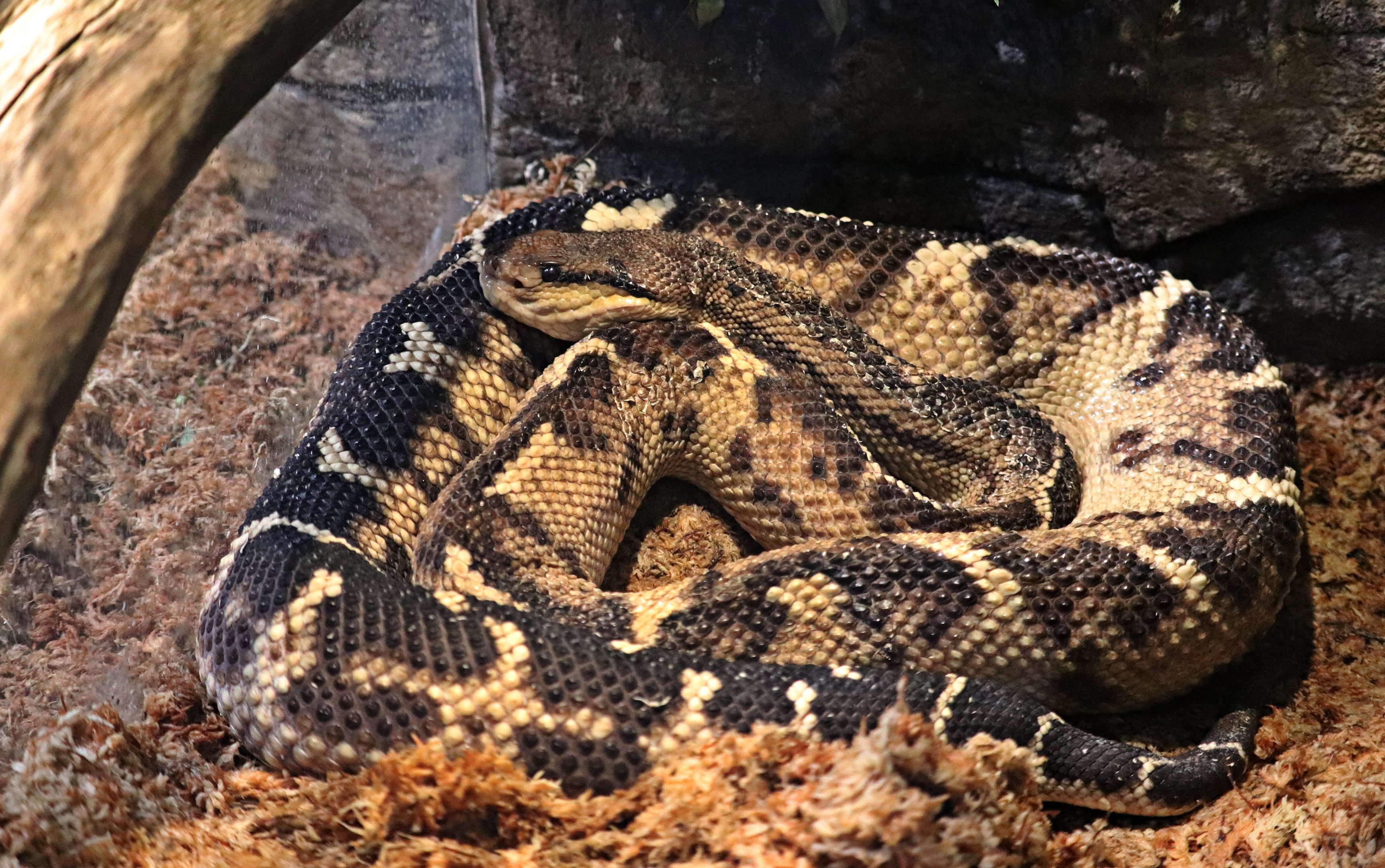 Central American bushmaster (Lachesis stenophrys)