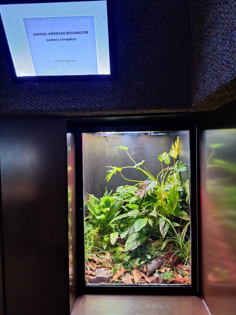 Central American Bushmaster Terrarium