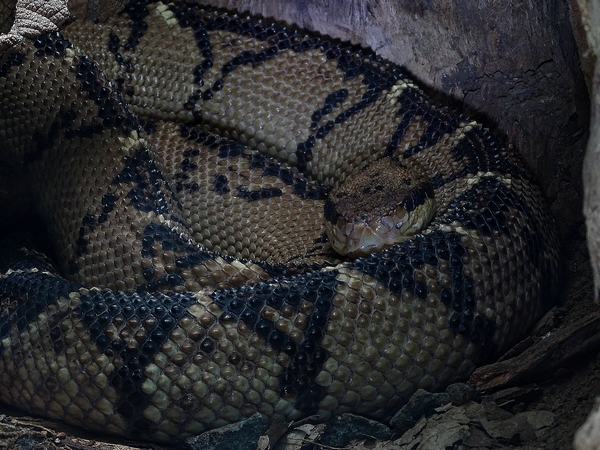 Central-American Bushmaster
