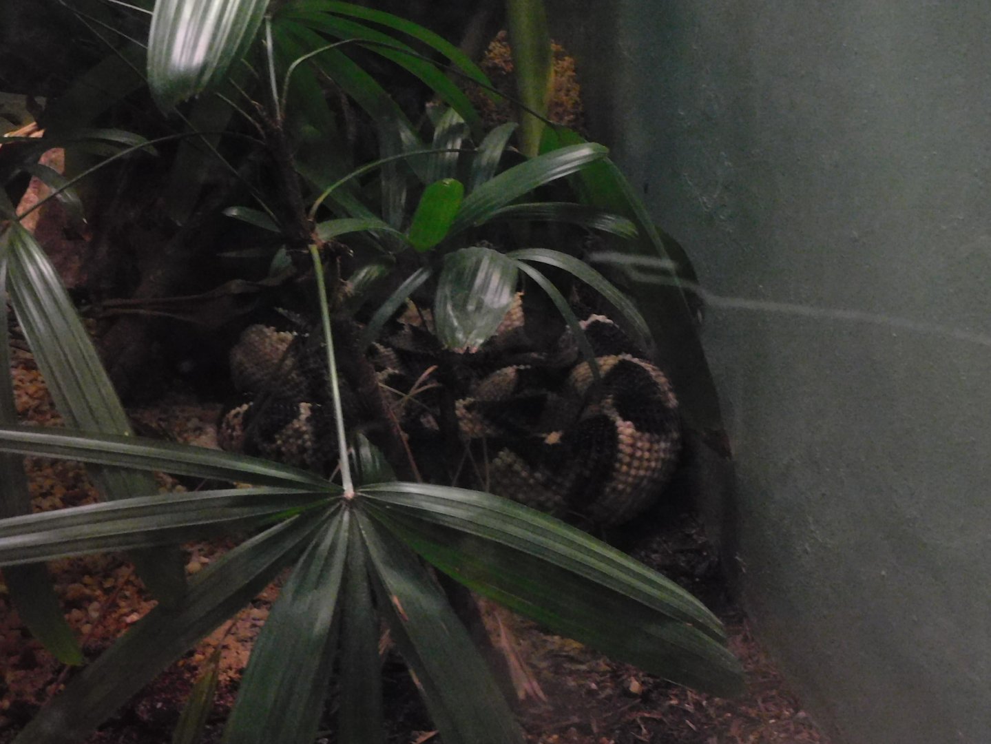 Central American bushmaster