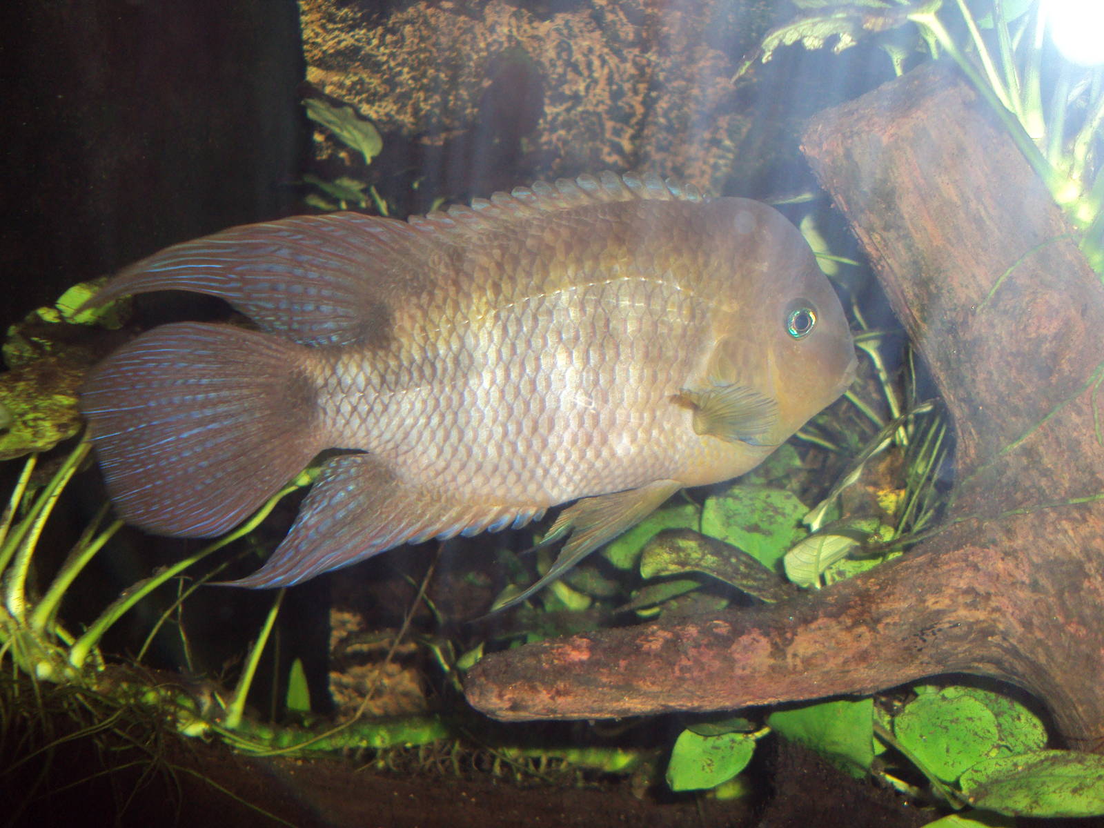 Central American Cichlid (Cryptoheros sajica)