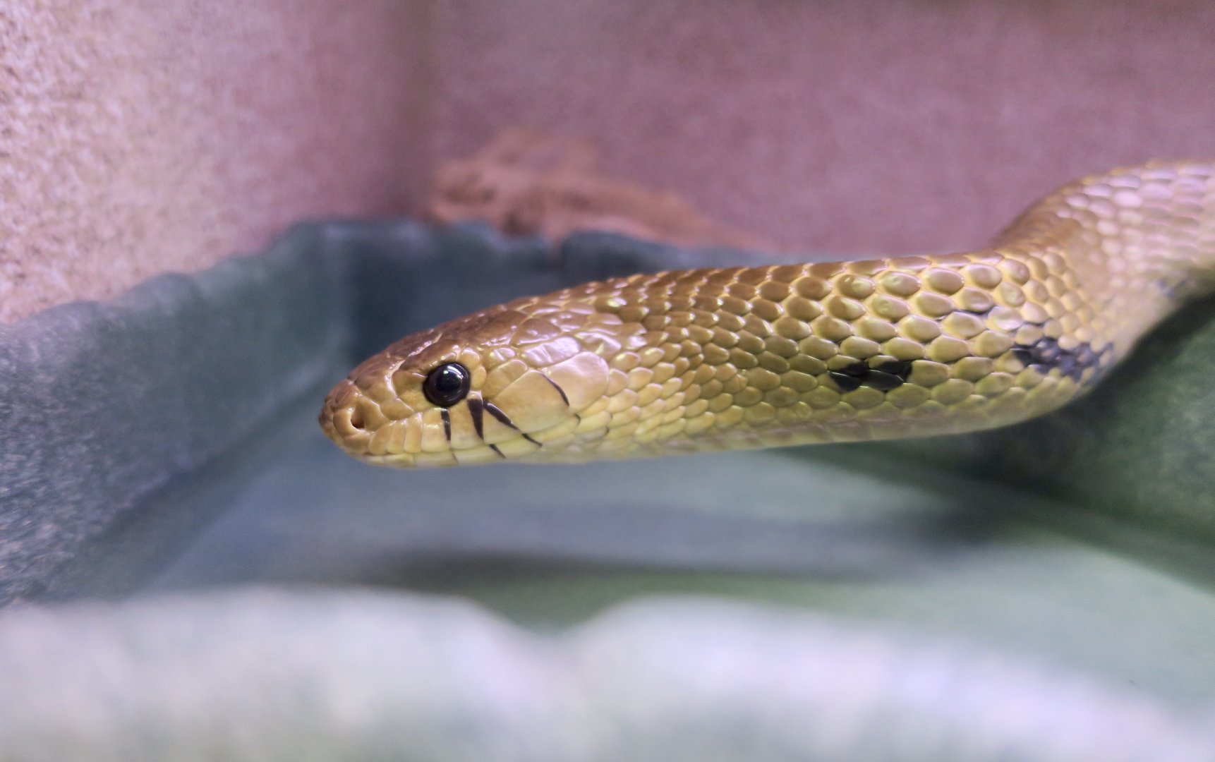 Central American Cribo (Drymarchon melanurus unicolor)