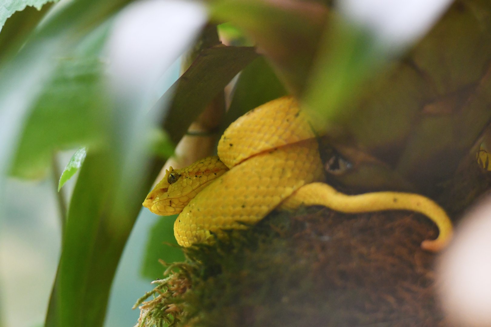 Central American eyelash pitviper Bothriechis nigroadspersus