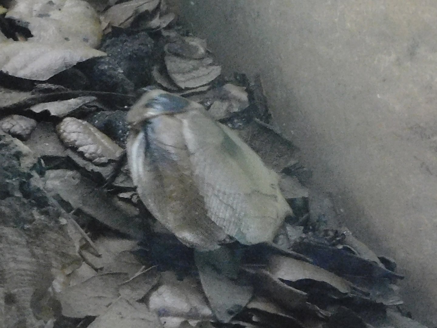 Central American forest cockroach