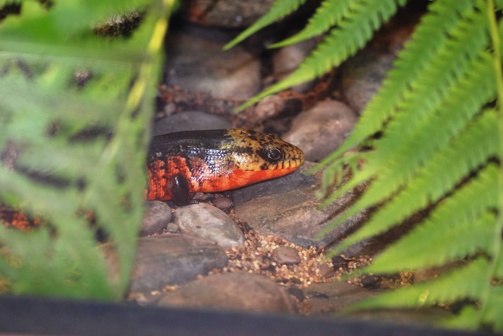 Central American Galliwasp at Miami, 12/10/13
