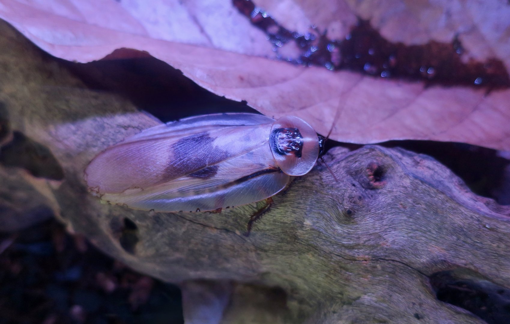 Central American Giant Cave Cockroach (Blaberus giganteus)