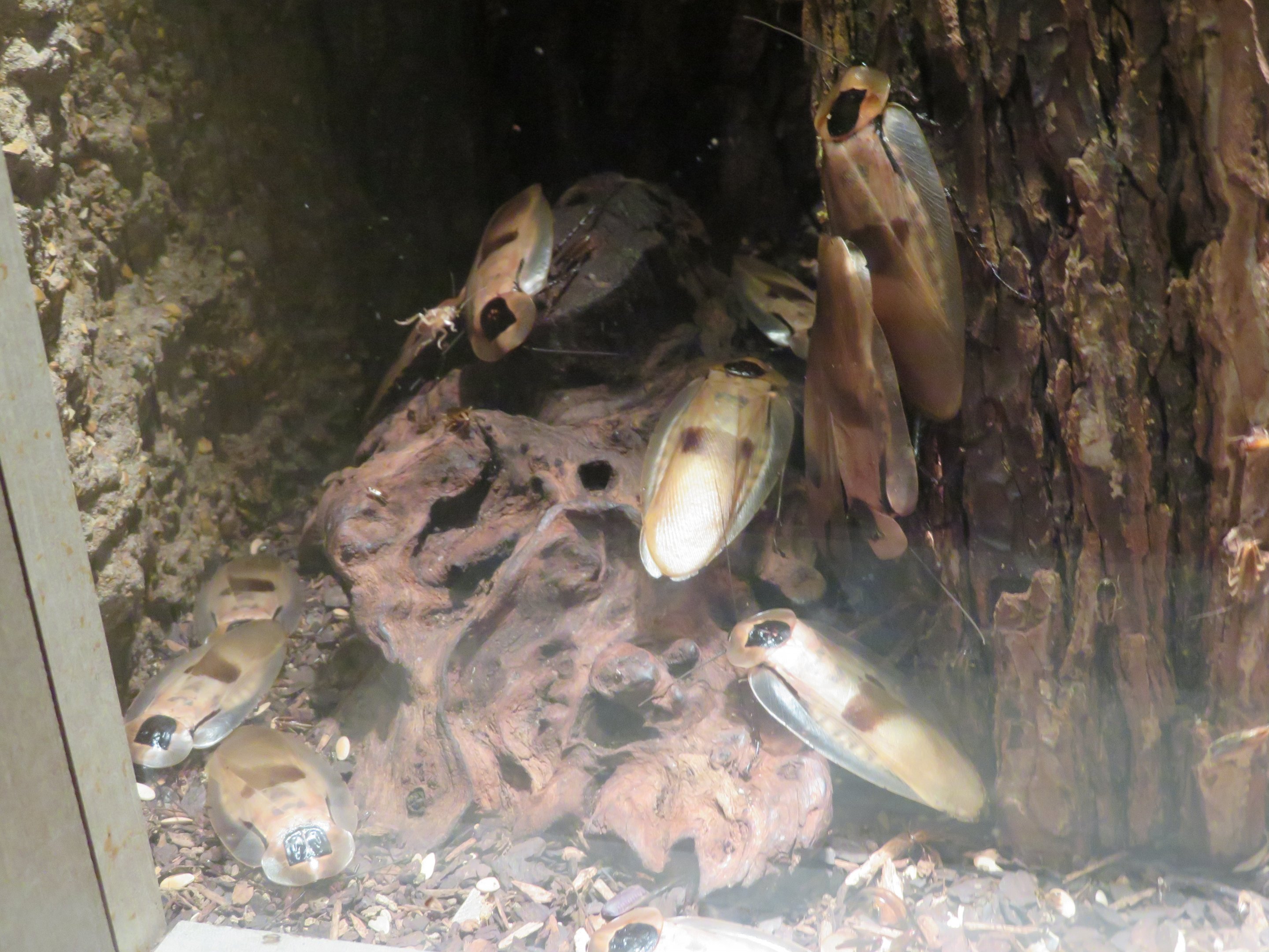 Central American Giant Cave Cockroaches