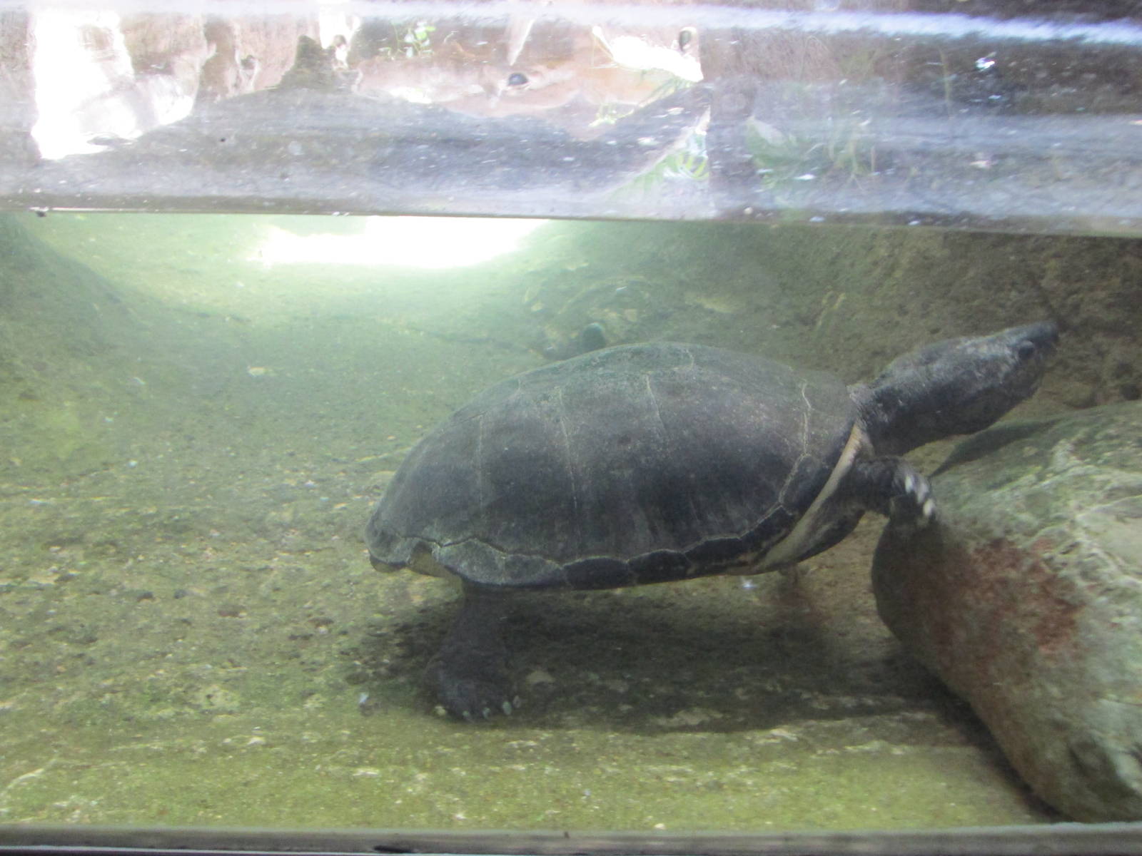 central american giant musk turtle barcelona zoo