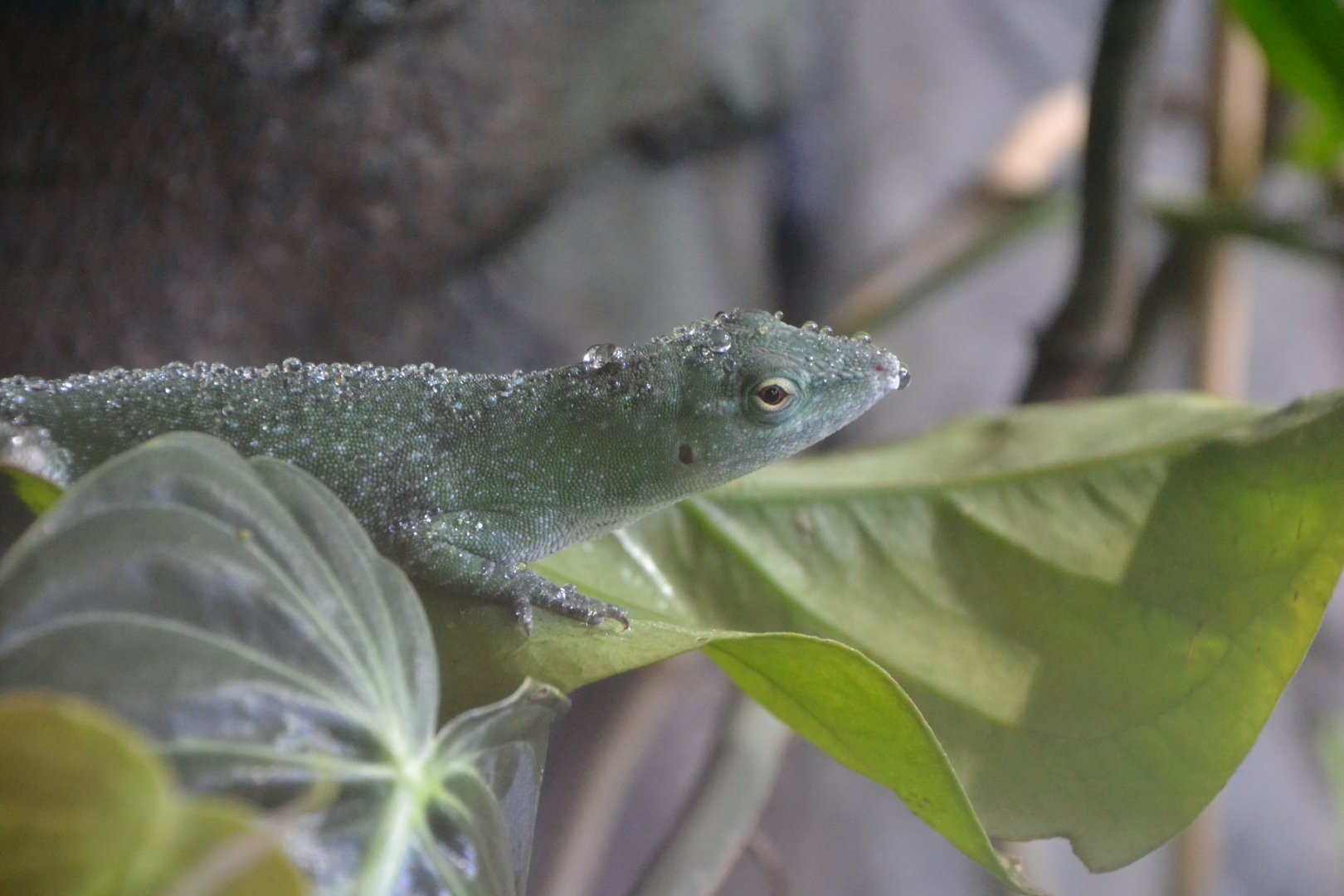Central American green anole