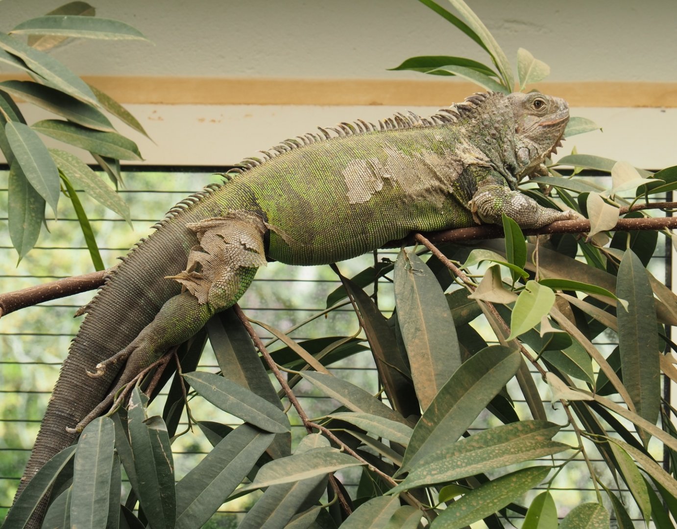 Central American green iguana (Iguana iguana rhinolopha), 2019-04-20