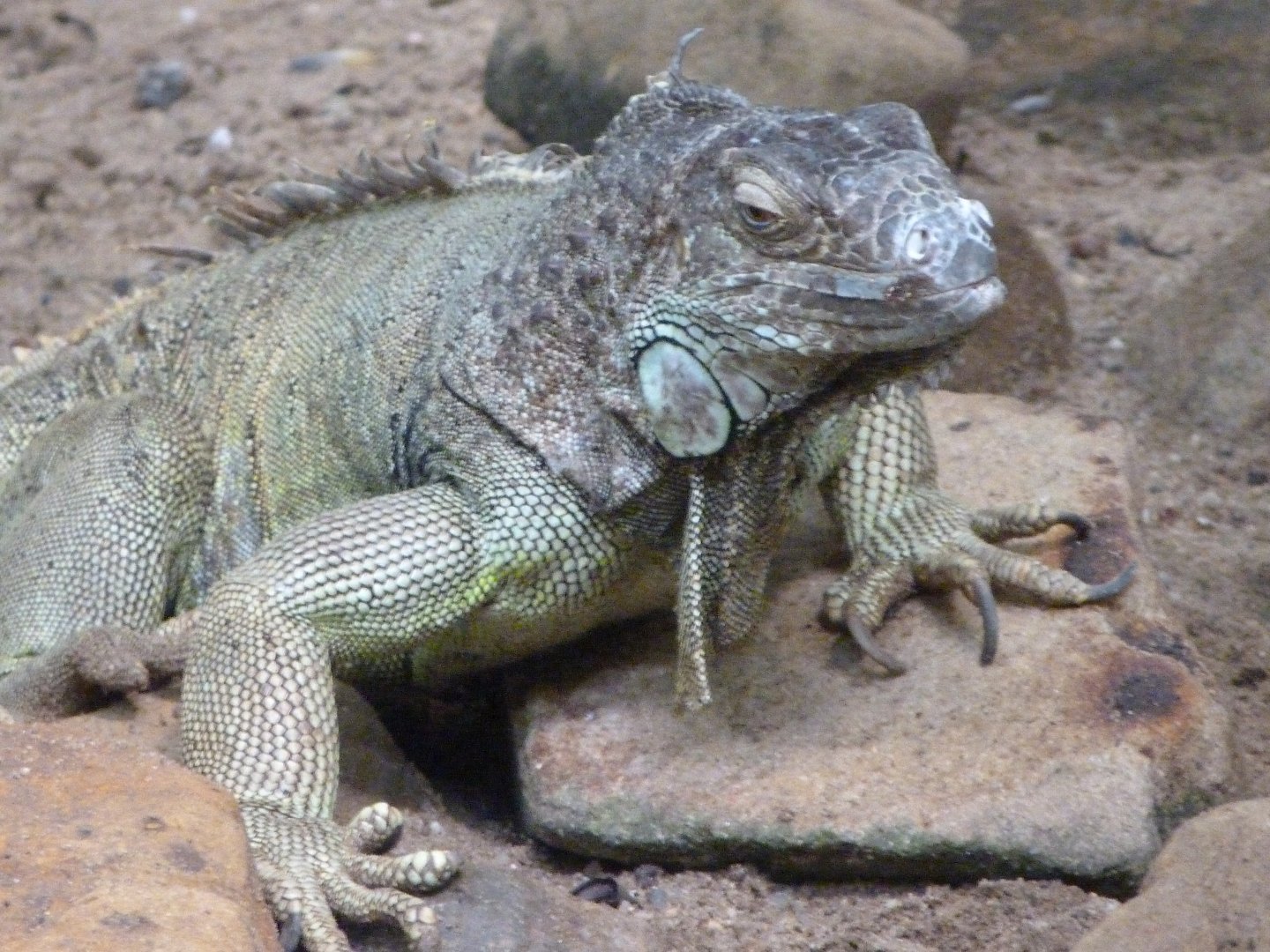 Central American green iguana -Zoo Praha (2025)