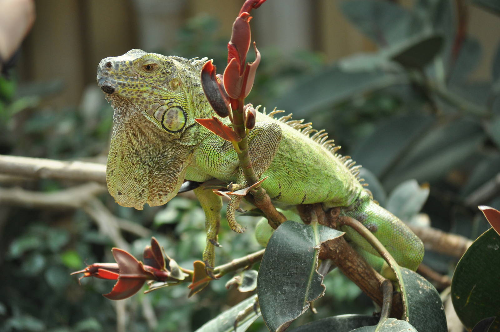 Central american iguana (Iguana iguana rhinolopha)