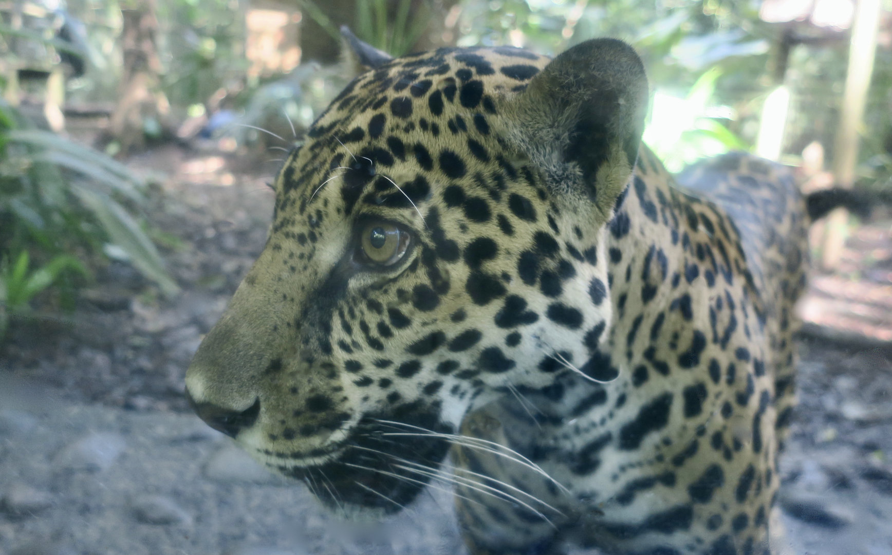 Central American Jaguar (Panthera onca centralis)