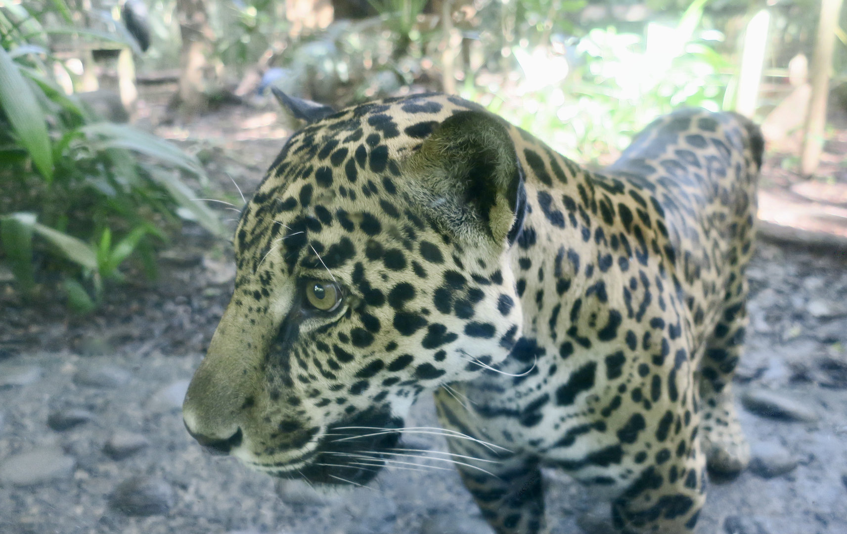 Central American Jaguar (Panthera onca centralis)