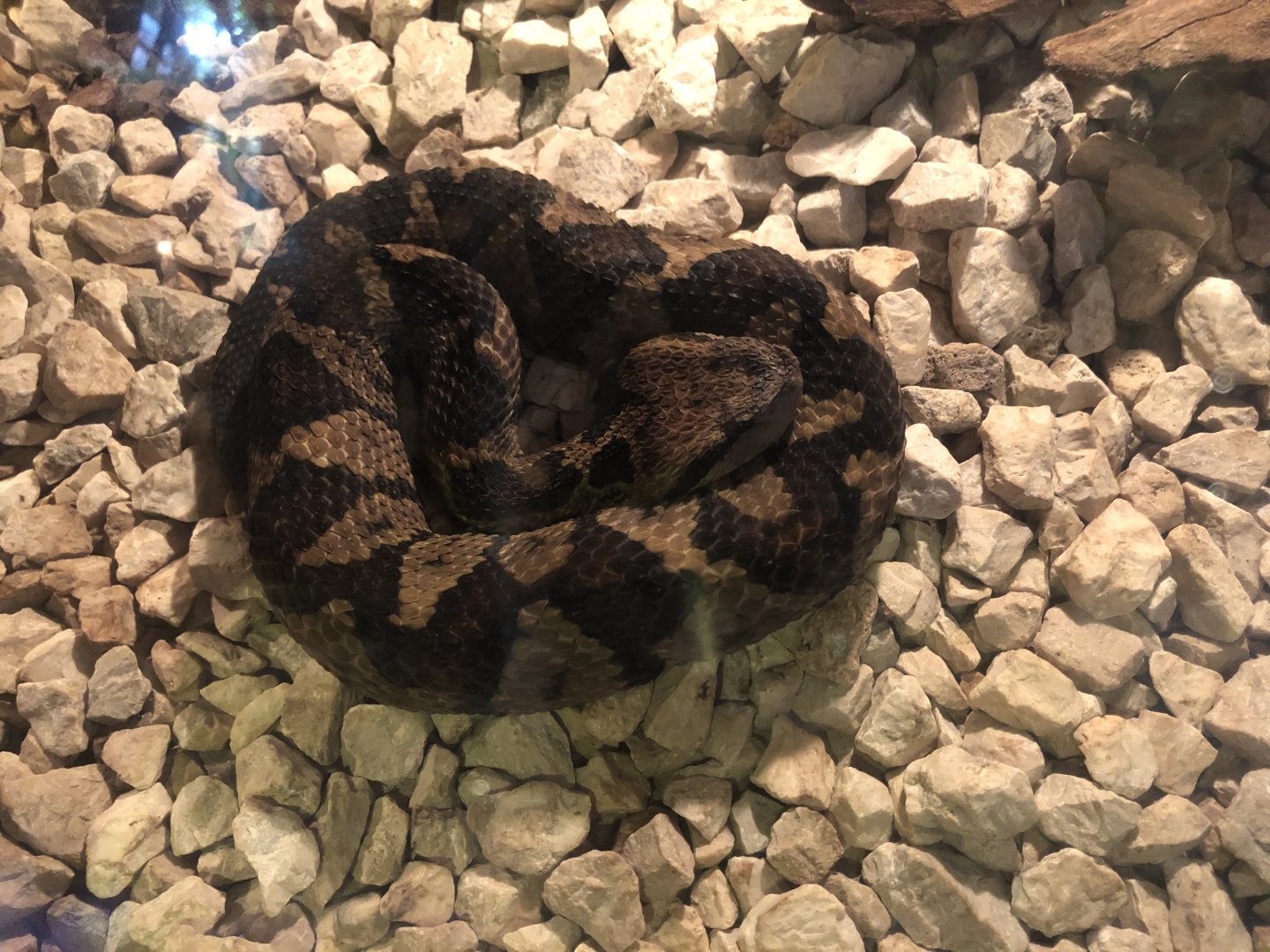 Central American Jumping Pitviper - Mar 2019