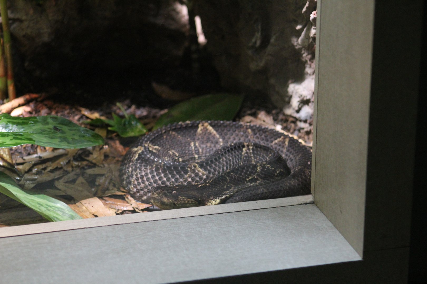 Central American Jumping Pitviper