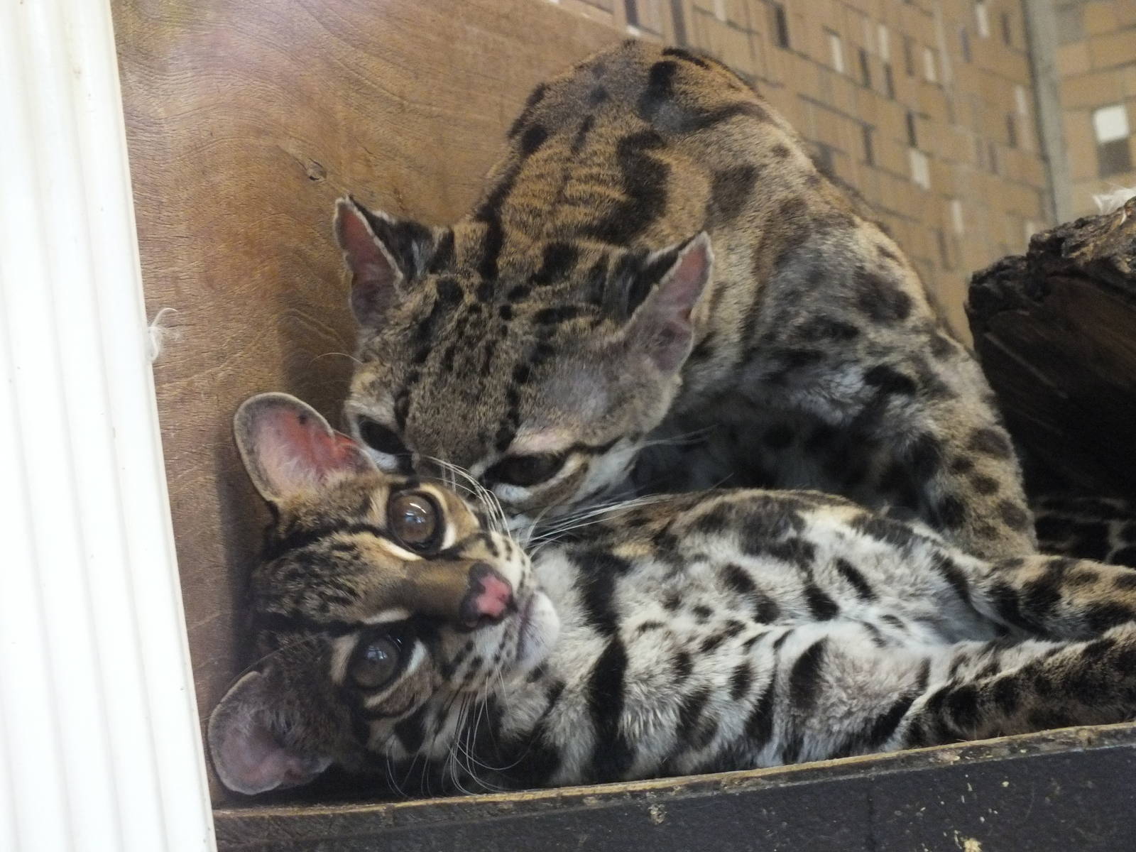 Central American Margay (Leopardus wiedii nicaraguae) at Tierpark Berlin -