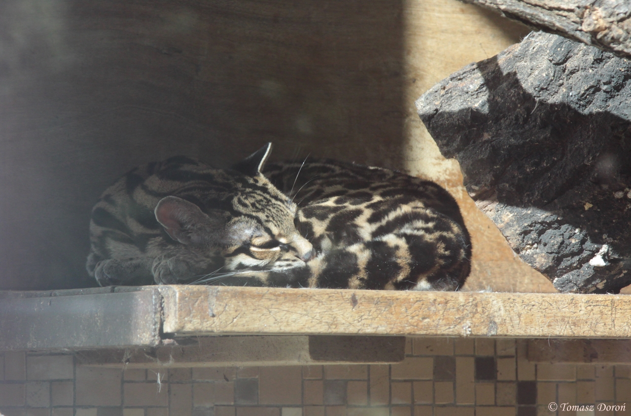 Central American Margay (Leopardus wiedii nicaraguae)