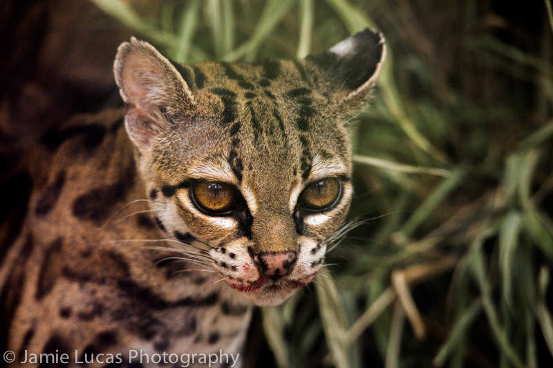 Central American margay