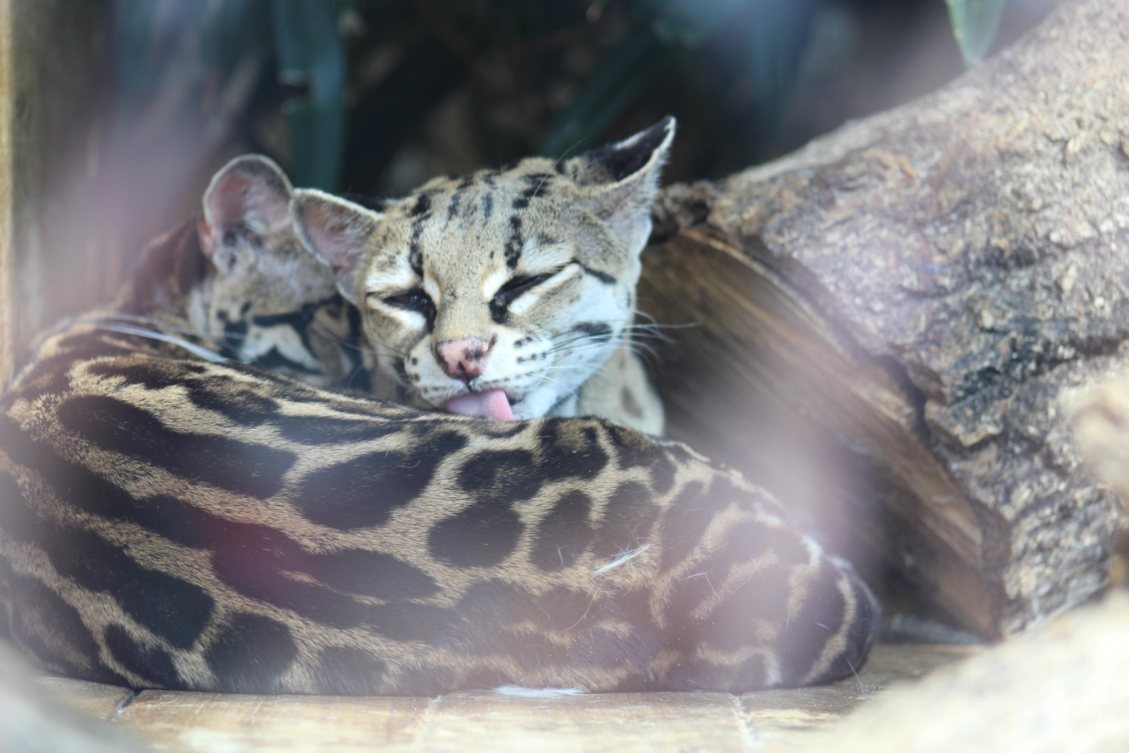 Central American Margay