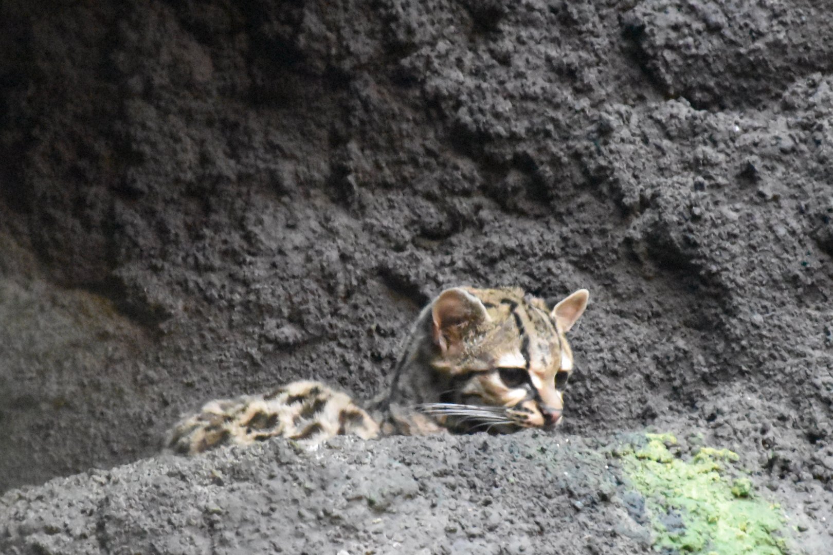Central american margay