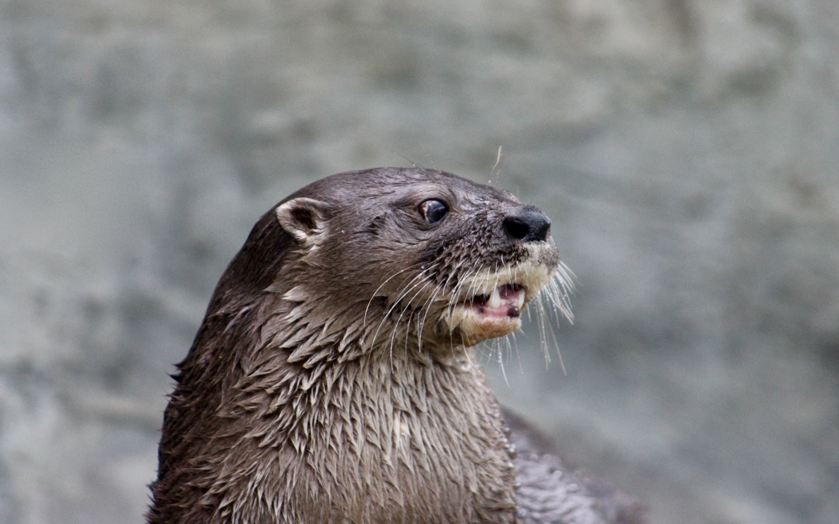 Central American Neotropical Otter (Lontra longicaudis annectens)