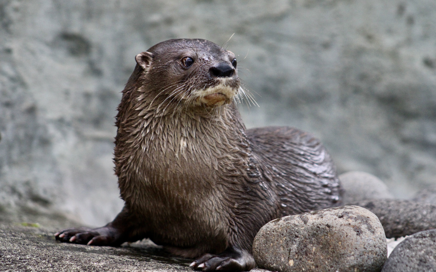 Central American Neotropical Otter (Lontra longicaudis annectens)
