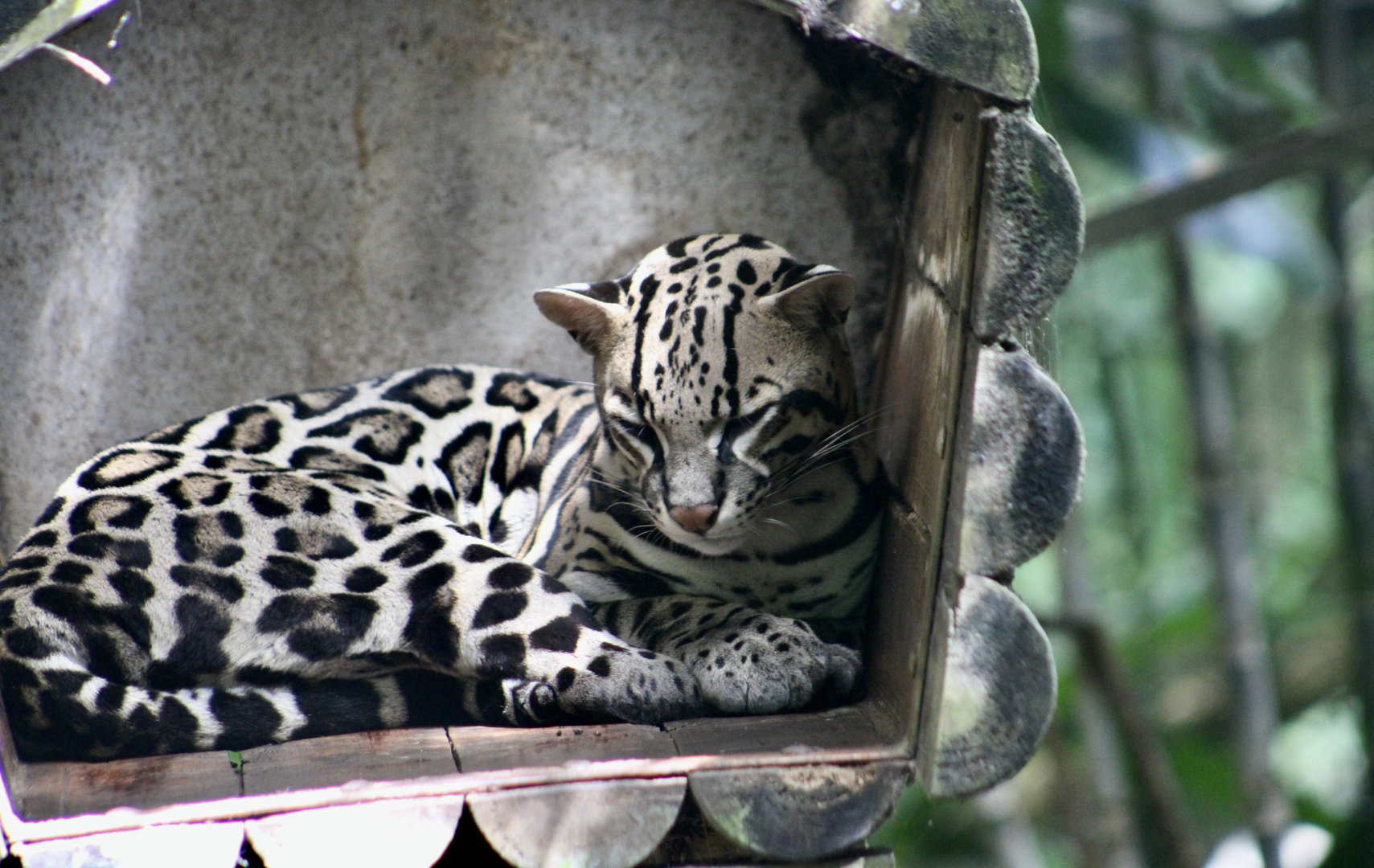 Central American Ocelot (Leopardus pardalis pardalis)