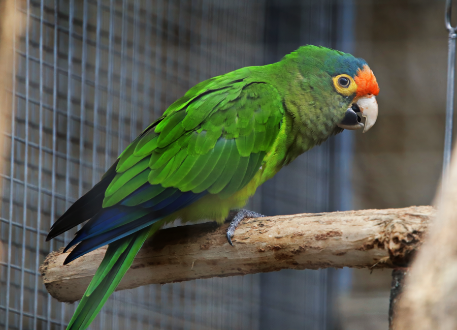 Central American orange-fronted parakeet (Eupsittula canicularis canicularis) - Parrot Zoo Bošovice