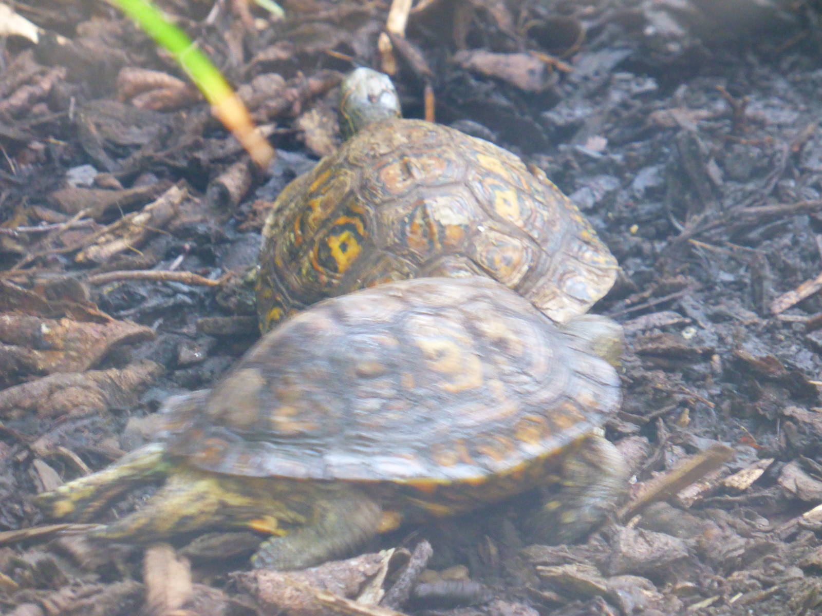 Central American ornate wood turtle .