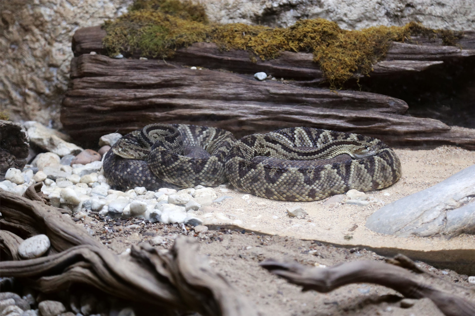 Central American Rattlesnake (Crotalus simus)