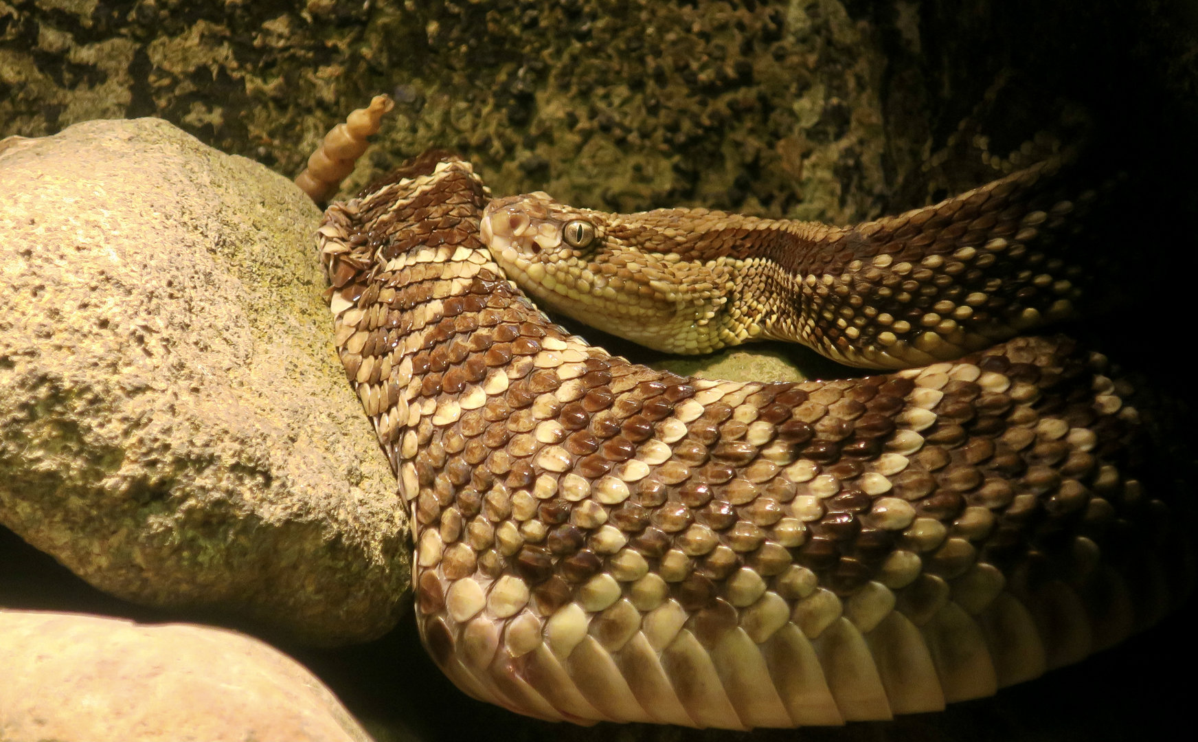 Central American Rattlesnake (Crotalus simus)