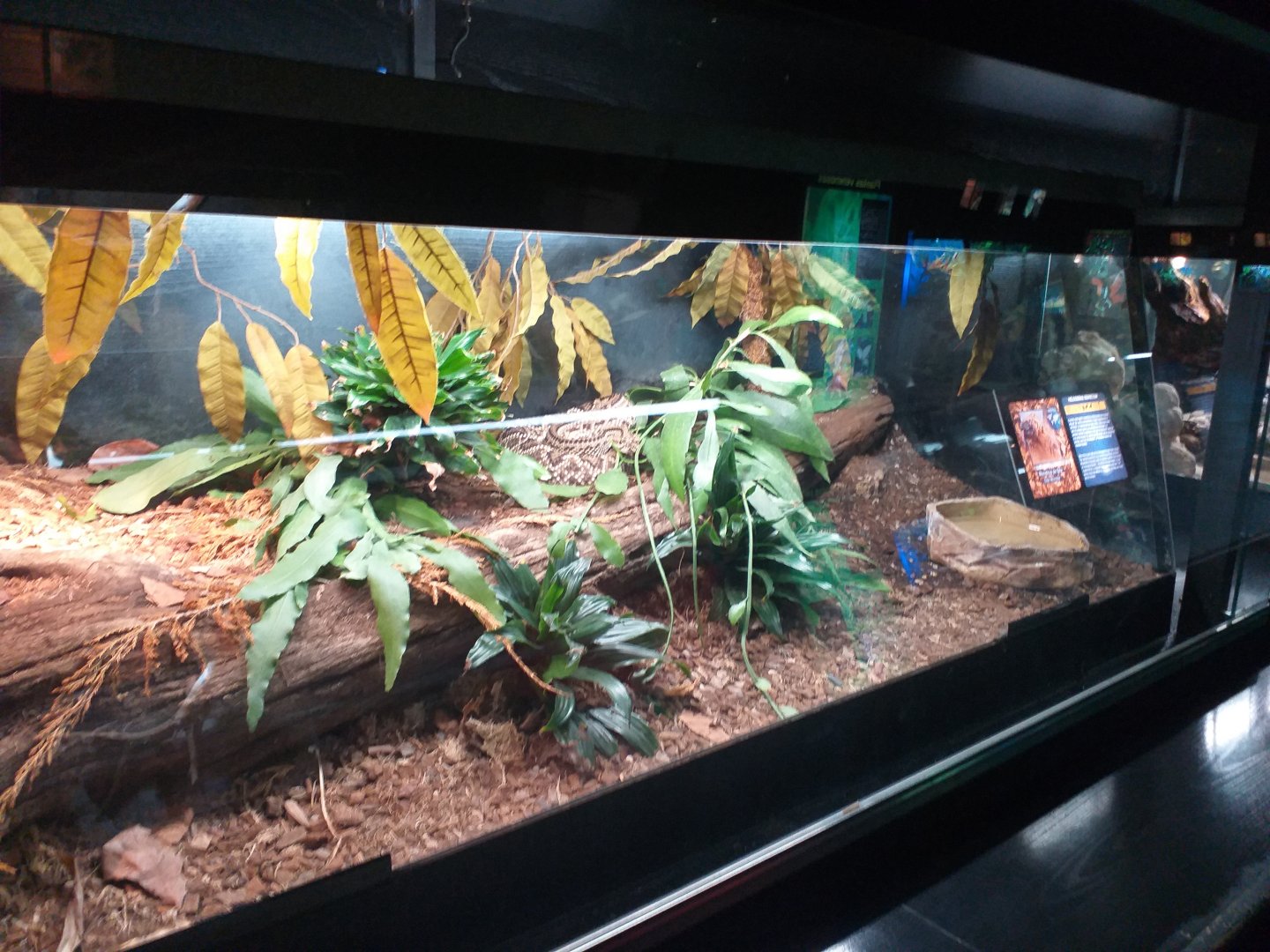 Central american rattlesnake exhibit -TerraNatura Benidorm (2021)